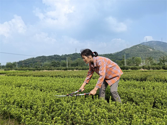 柴桥成校：8200余户柴桥花农种出“花”样致富路.jpg